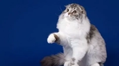 Highland fold: radziecki kota na świecie